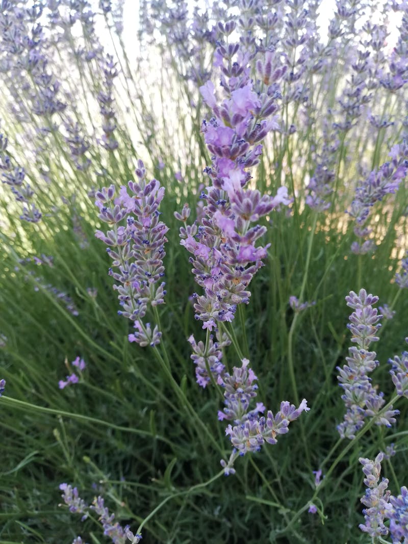 Body Scrub vs 按摩：香港SPA師教你兩者分別+配搭技巧